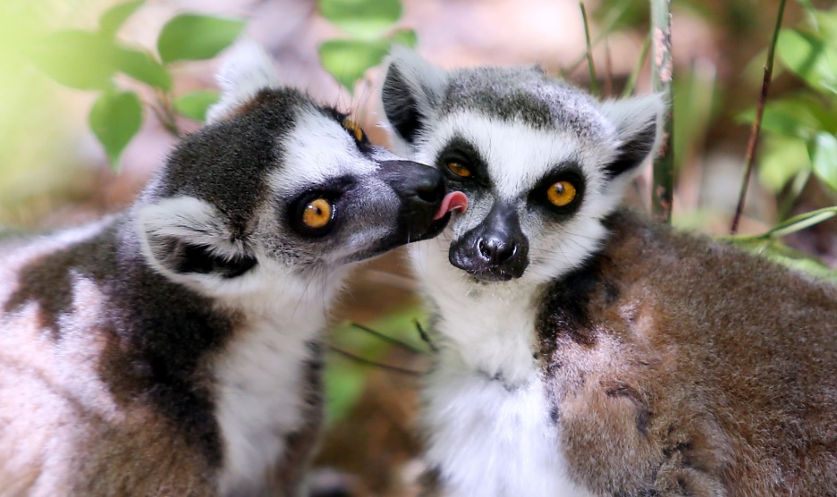 Lemur love groom