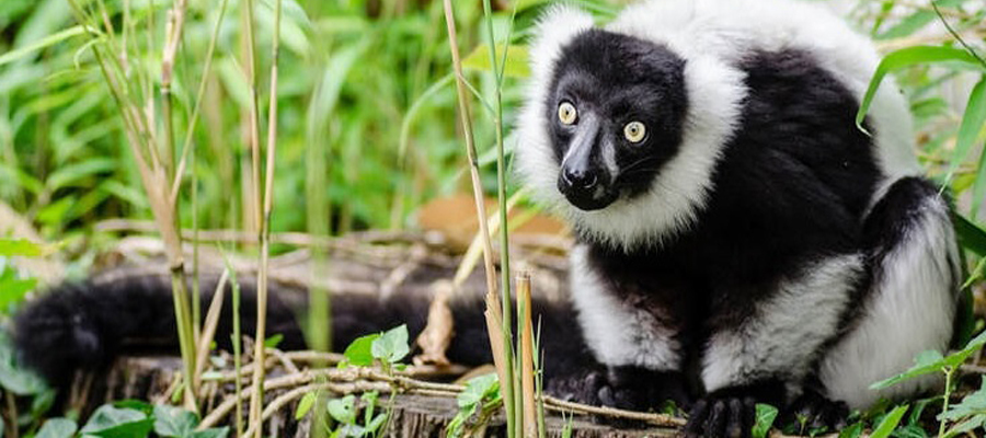 Black White Ruffled Lemur banner