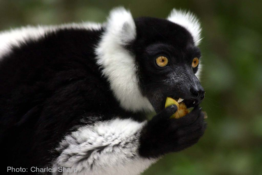 black and white ruffed lemur charles j sharp c 900 x