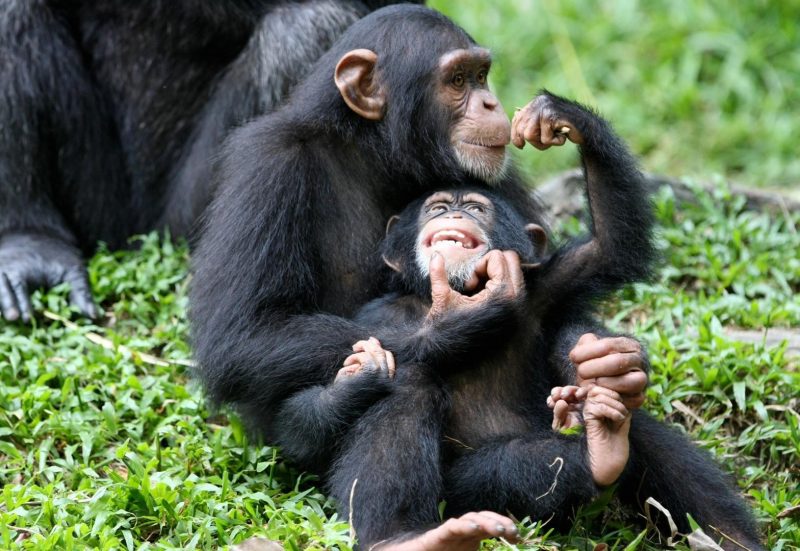 Chimpanzee mother and child Image via simranjeet