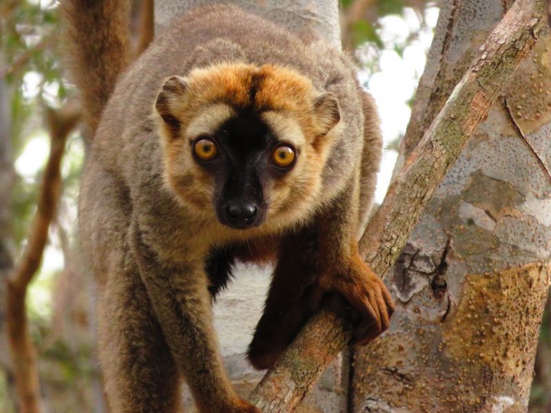 Red frontal lemur