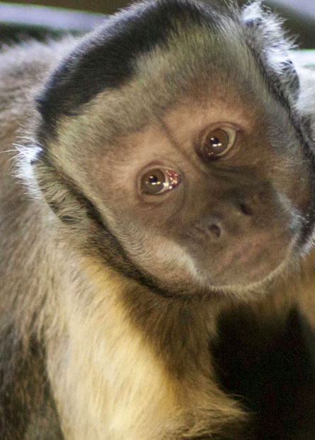 Capuchin Monkeys Tufted Capuchin Cebus Apella